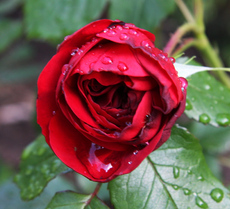 Rosenblüte-Regen-001.jpg